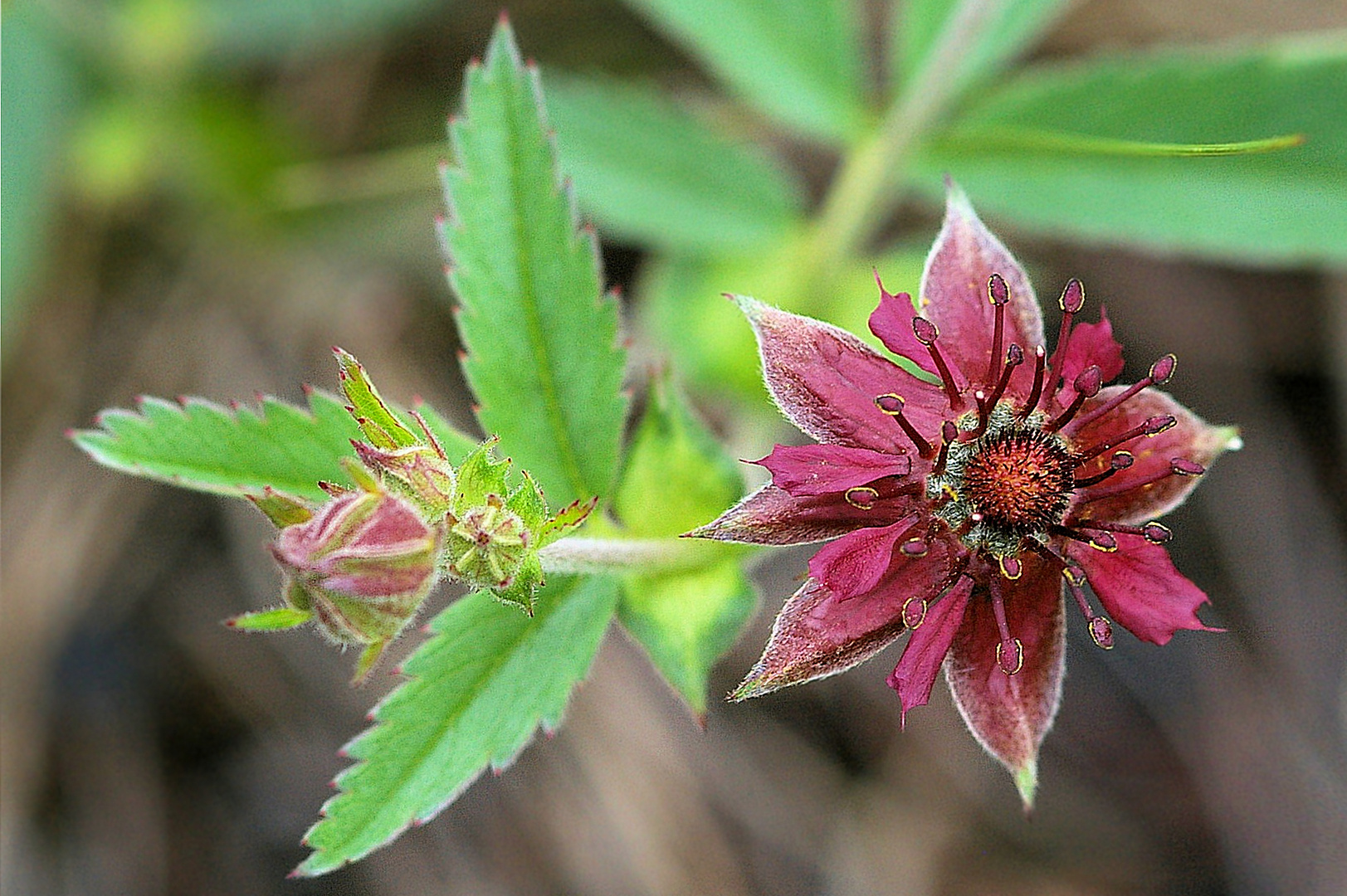 Sumpf-Blutauge (Potentilla palustris)