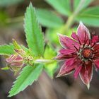 Sumpf-Blutauge (Potentilla palustris)