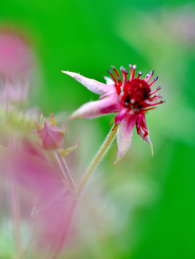 Sumpf-Blutauge (Potentilla palustris)