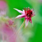 Sumpf-Blutauge (Potentilla palustris)