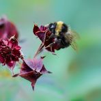 Sumpf-Blutauge (Potentilla palustris (L.) mit Hummel (Bombus)