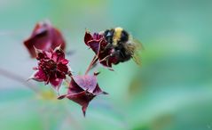 Sumpf-Blutauge (Potentilla palustris (L.) mit Hummel (Bombus)