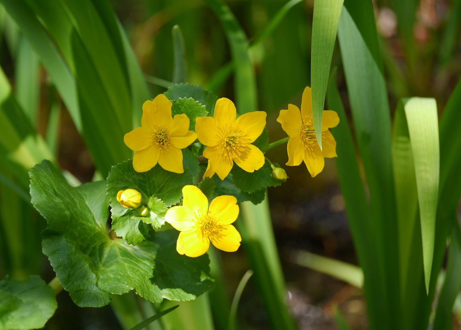 Sumpf-Dotterblume