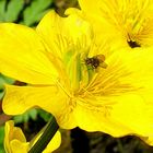 Sumpf-Dotterblume (Caltha palustris)