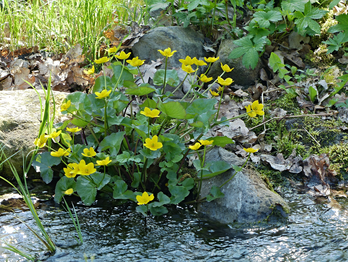 Sumpf-Dotterblumen