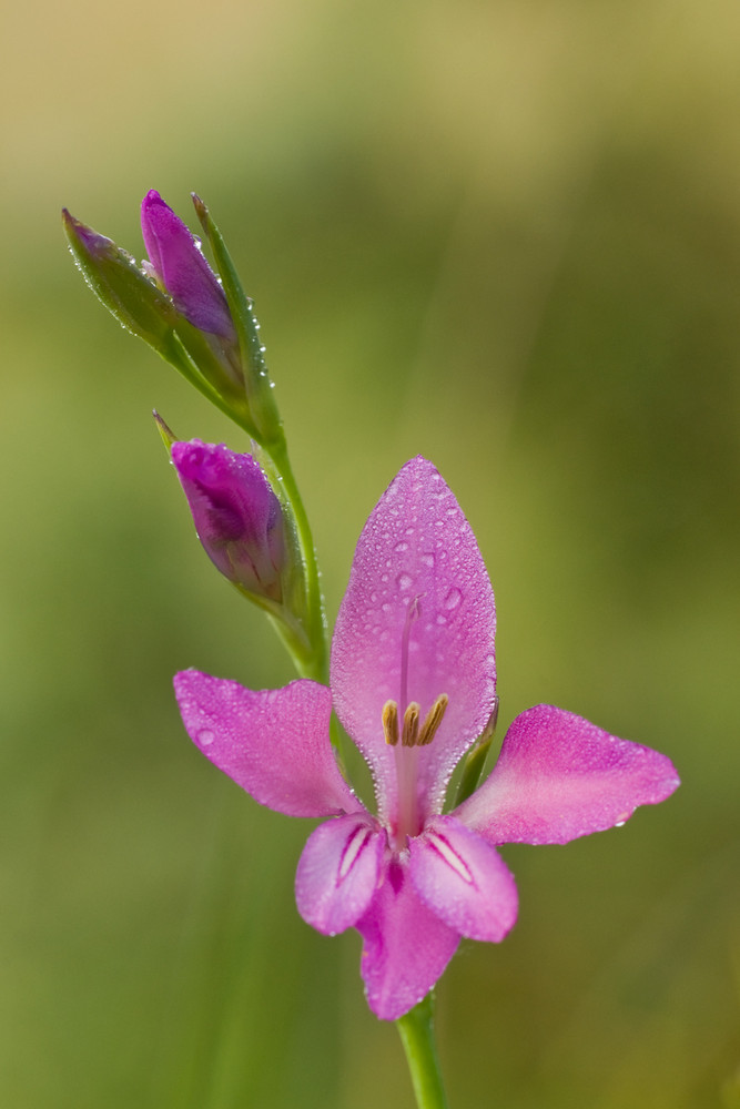 Sumpf-Gladiole