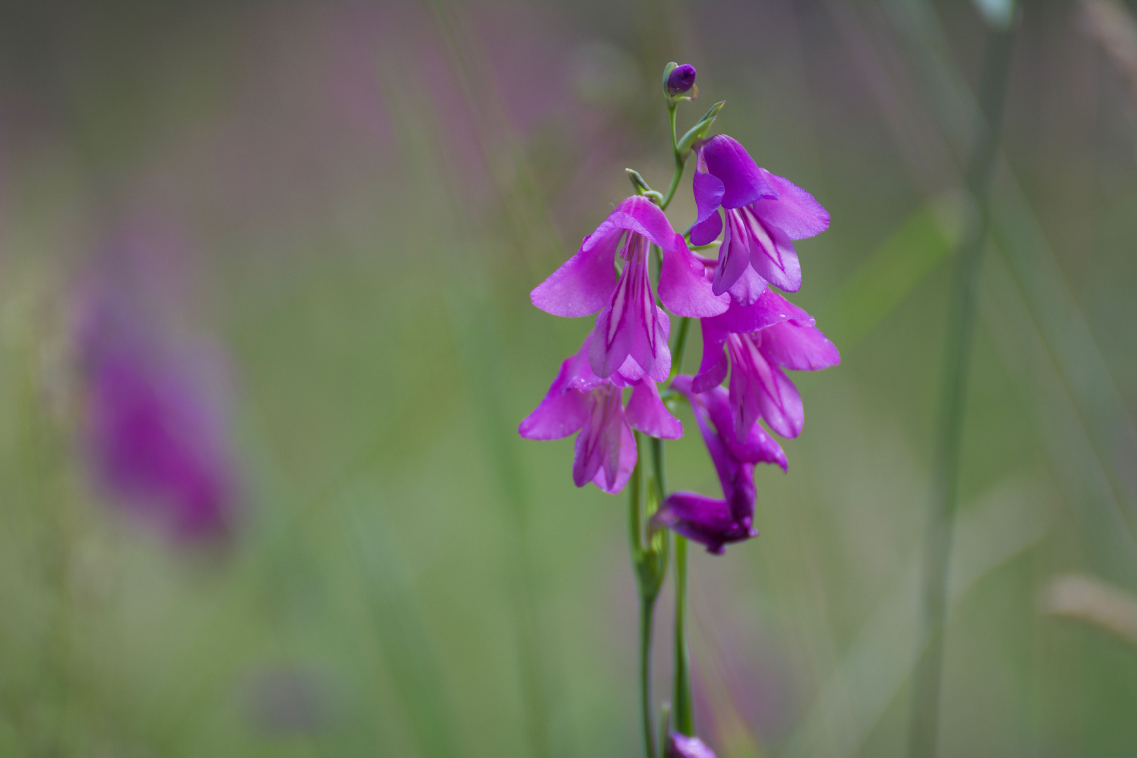 Sumpf-Gladiole aus einer anderen Perspektive