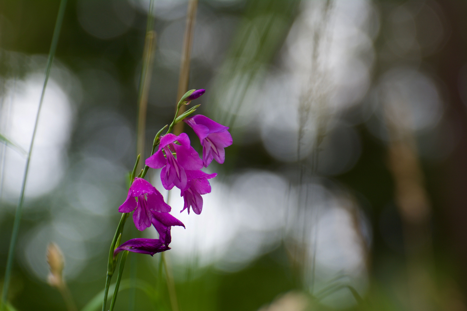 Sumpf-Gladiole ins richtige Licht gerückt