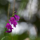 Sumpf-Gladiole ins richtige Licht gerückt