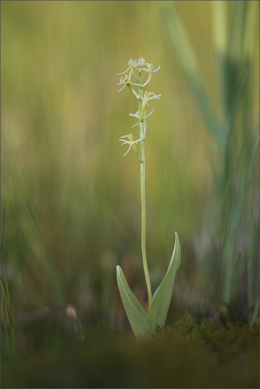 SumpfGlanzkraut Foto & Bild natur, pflanzen, wildlife Bilder auf