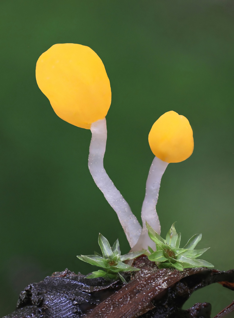 Sumpf-Haubenpilz (Mitrula paludosa)