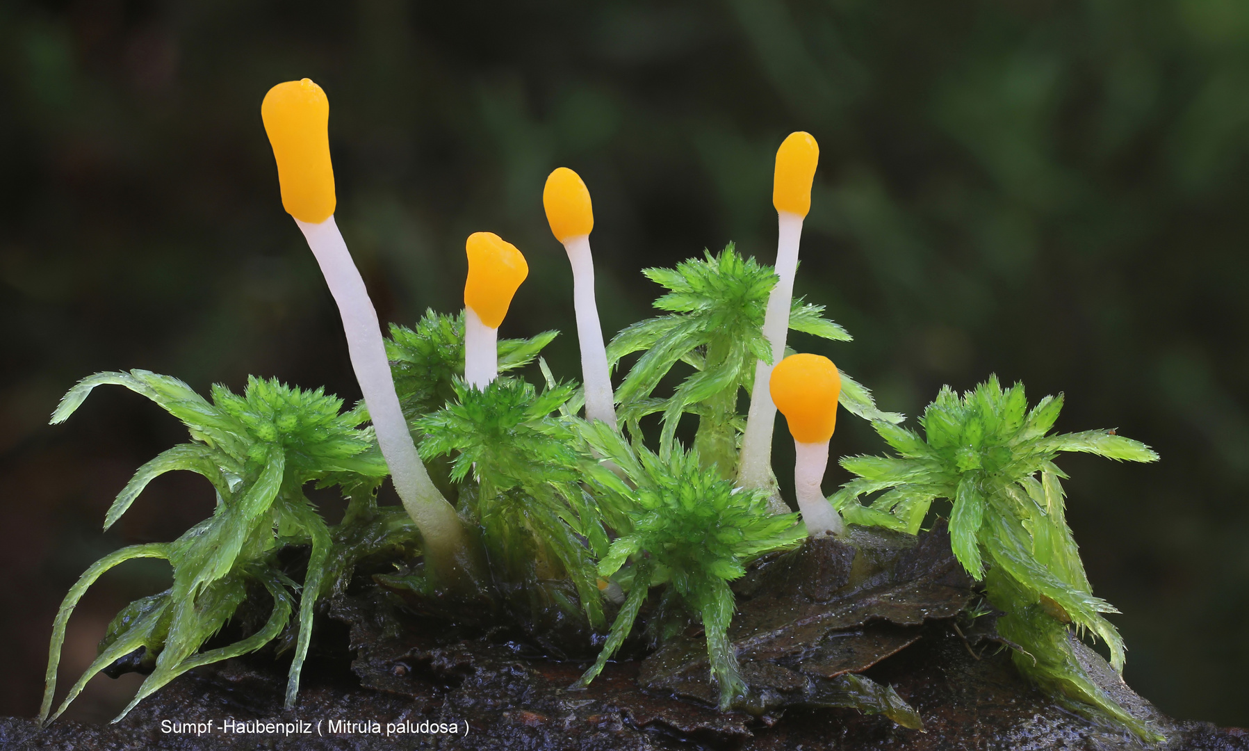 Sumpf-Haubenpilz (Mitrula paludosa)