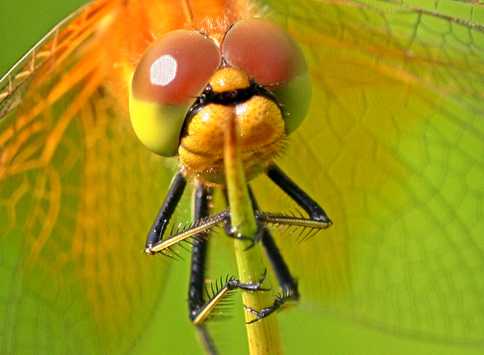 Sumpf-Heide-Libelle Detailaufnahme