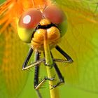 Sumpf-Heide-Libelle Detailaufnahme