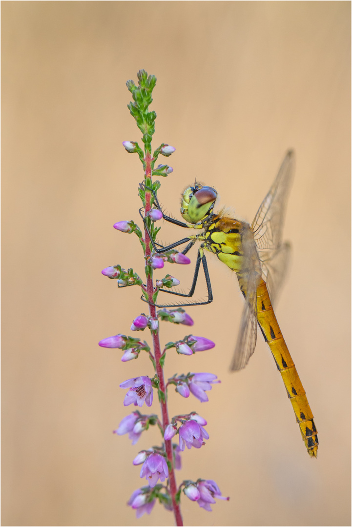 Sumpf-Heidelibelle (Sympetrum depressiusculum)