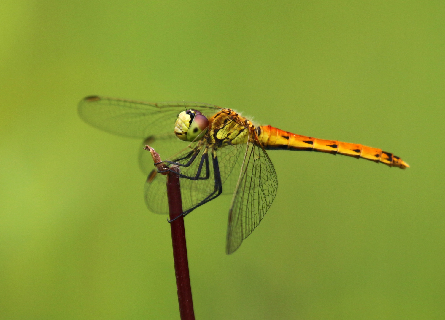 Sumpf-Heidelibelle, Sympetrum depressiusculum