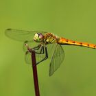 Sumpf-Heidelibelle, Sympetrum depressiusculum