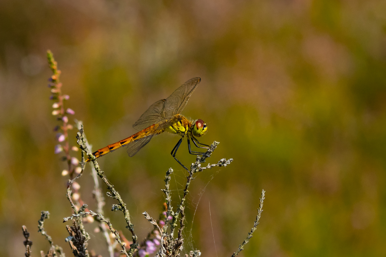  Sumpf-Heidelibelle , Sympetrum depressiusculum