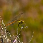  Sumpf-Heidelibelle , Sympetrum depressiusculum