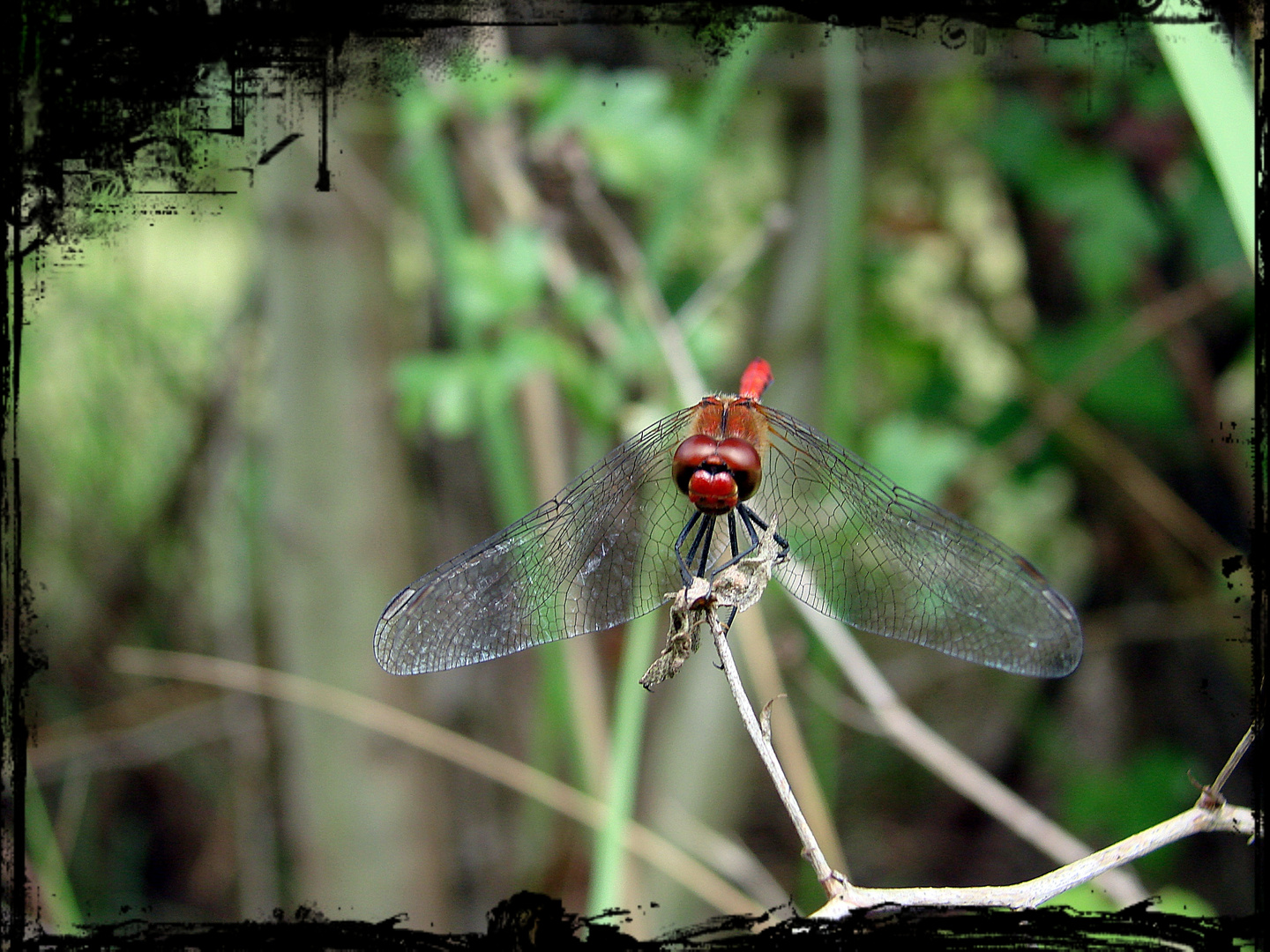 Sumpf-Heidelibelle - Sympetrum depressiusculum