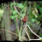 Sumpf-Heidelibelle - Sympetrum depressiusculum