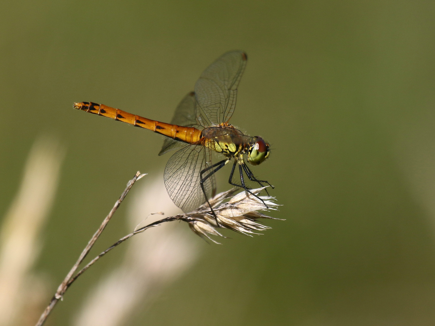 Sumpf-Heidelibelle, Sympetrum depressiusculum