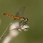 Sumpf-Heidelibelle, Sympetrum depressiusculum