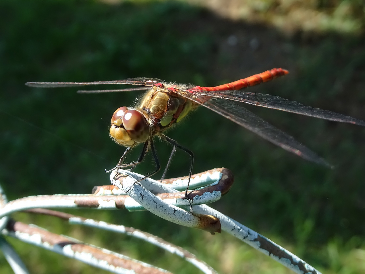 Sumpf-Heidelibelle (Sympetrum depressiusculum)