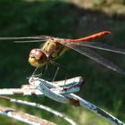 Sumpf-Heidelibelle (Sympetrum depressiusculum)