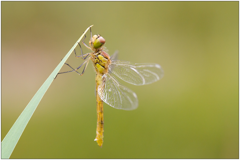 Sumpf-Heidelibelle (Sympetrum depressiusculum)