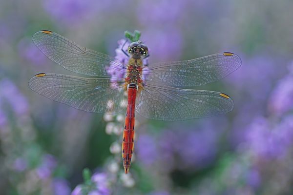 Sumpf-Heidelibelle (Sympetrum depressiusculum), Männchen