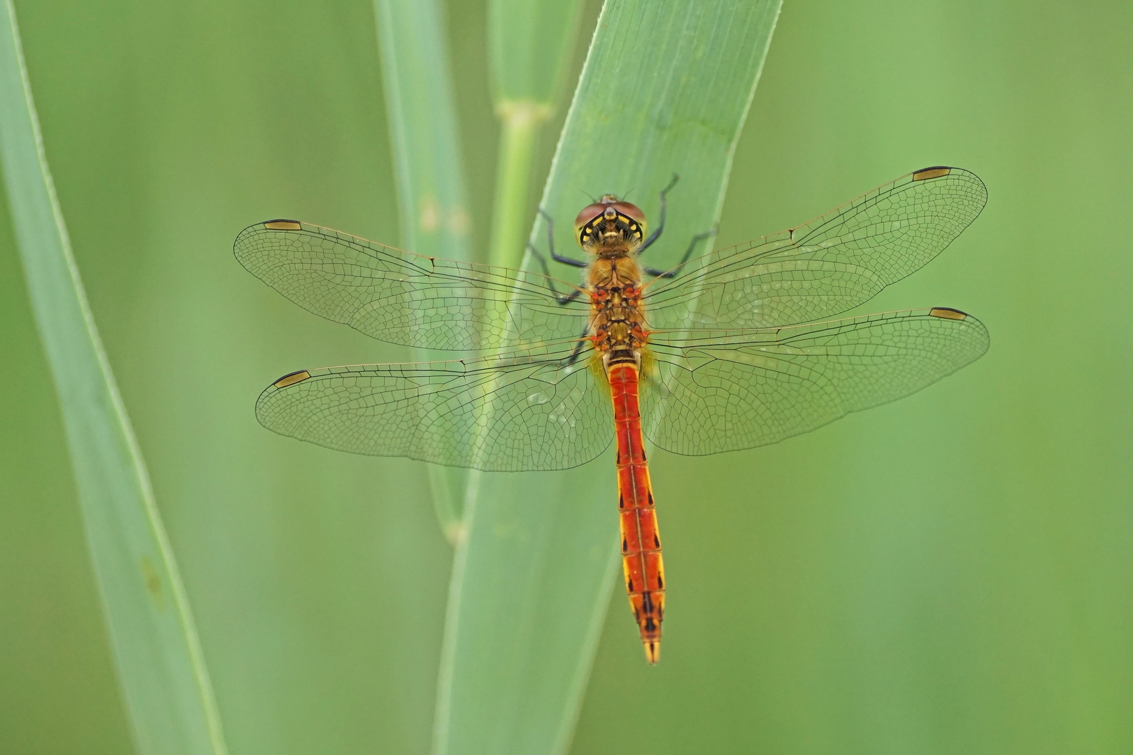 Sumpf-Heidelibelle (Sympetrum depressiusculum), Männchen