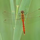 Sumpf-Heidelibelle (Sympetrum depressiusculum), Männchen