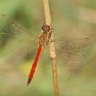 Sumpf-Heidelibelle (Sympetrum depressiusculum), Männchen