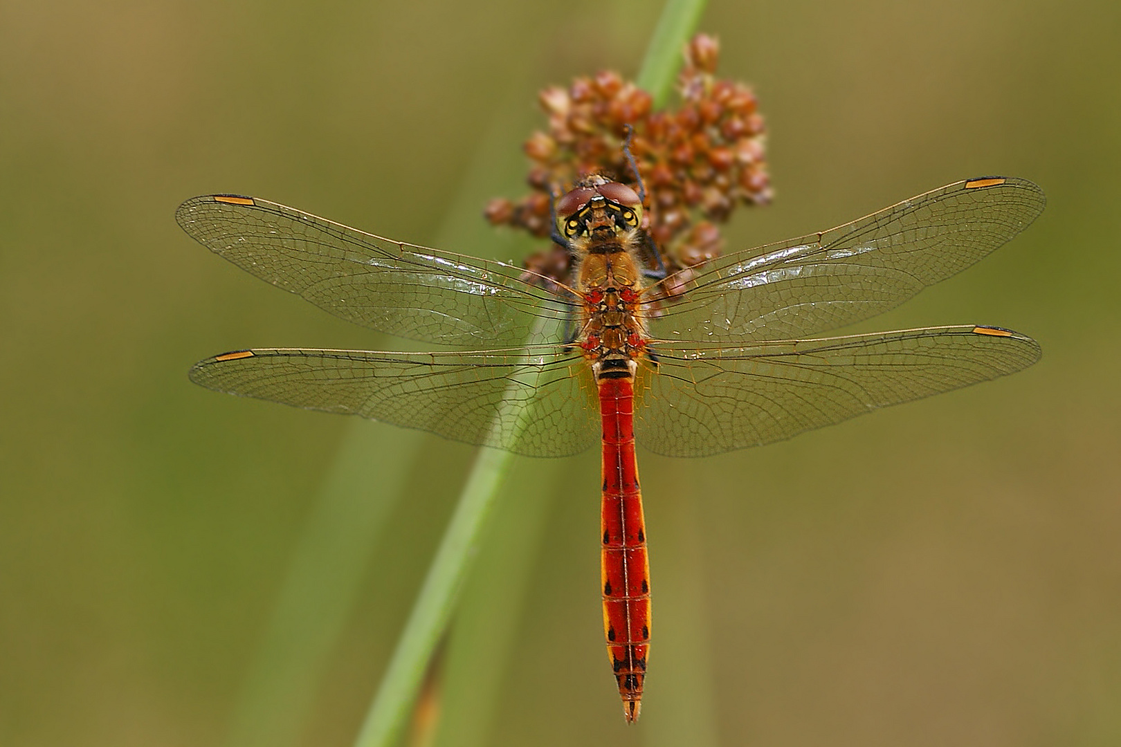 Sumpf-Heidelibelle (Sympetrum depressiusculum), Männchen