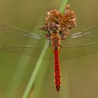 Sumpf-Heidelibelle (Sympetrum depressiusculum), Männchen