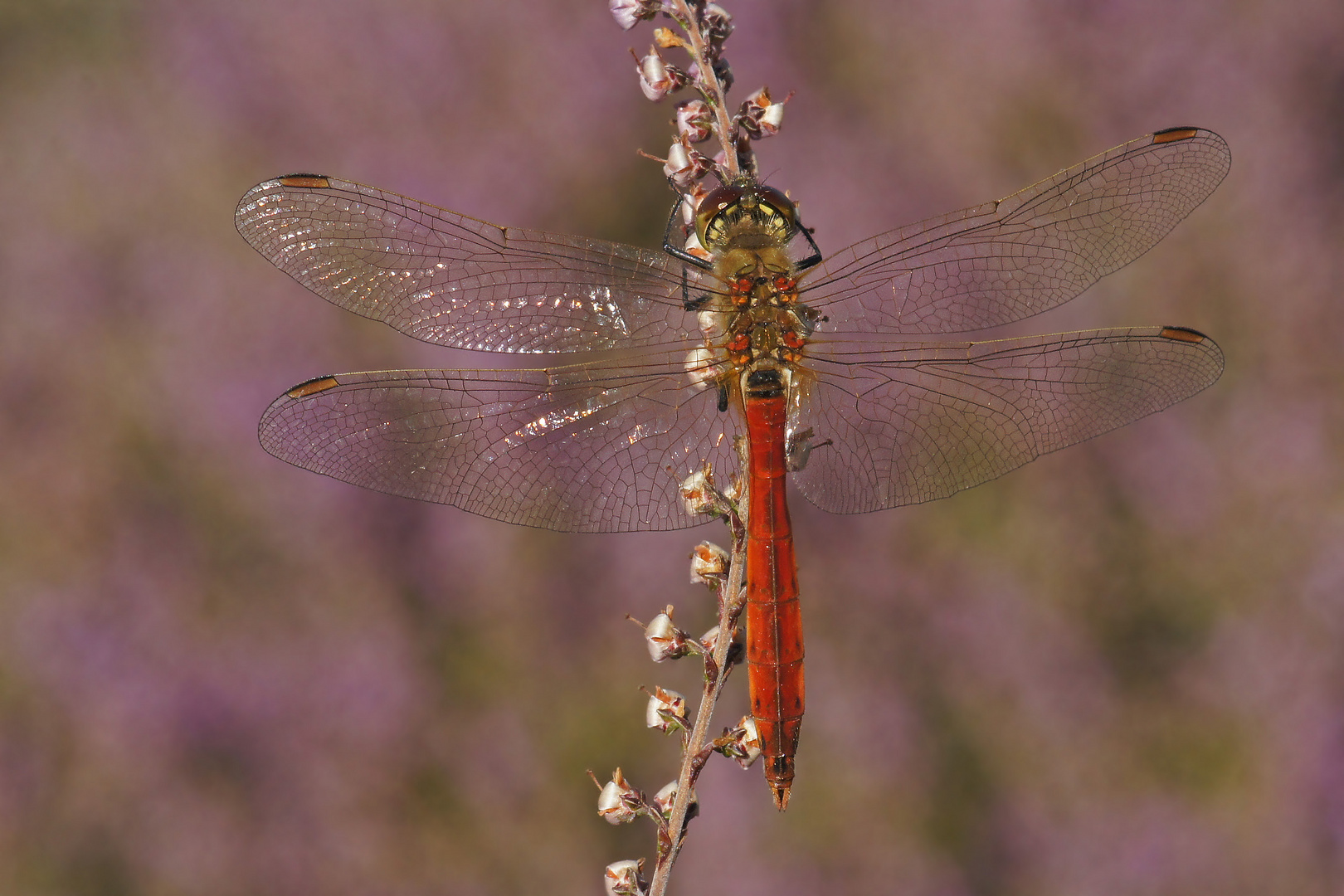 Sumpf-Heidelibelle (Sympetrum depressiusculum), Männchen