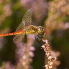 Sumpf-Heidelibelle (Sympetrum depressiusculum), Männchen