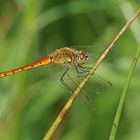 Sumpf-Heidelibelle (Sympetrum depressiusculum), Männchen