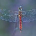 Sumpf-Heidelibelle (Sympetrum depressiusculum), Männchen