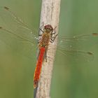 Sumpf-Heidelibelle (Sympetrum depressiusculum), Männchen