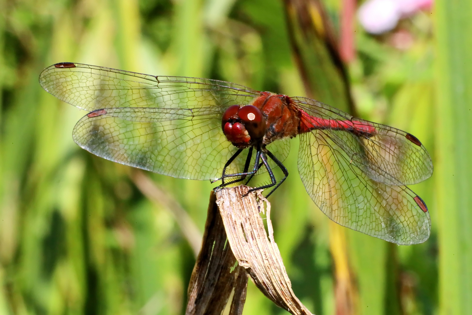 Sumpf-Heidelibelle (Sympetrum depressiusculum) Nr:2