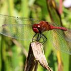 Sumpf-Heidelibelle (Sympetrum depressiusculum) Nr:2