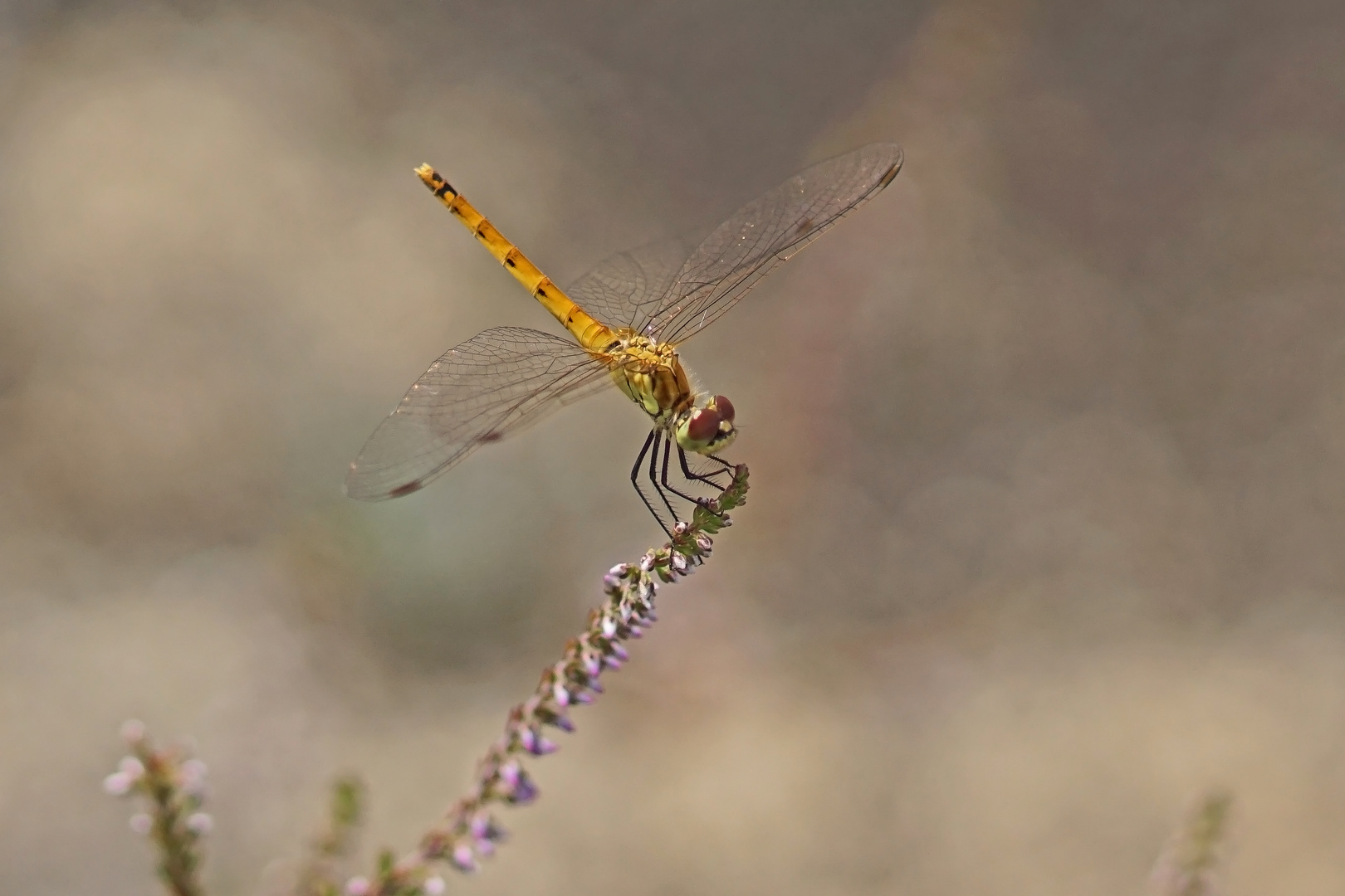 Sumpf-Heidelibelle (Sympetrum depressiusculum), Weibchen