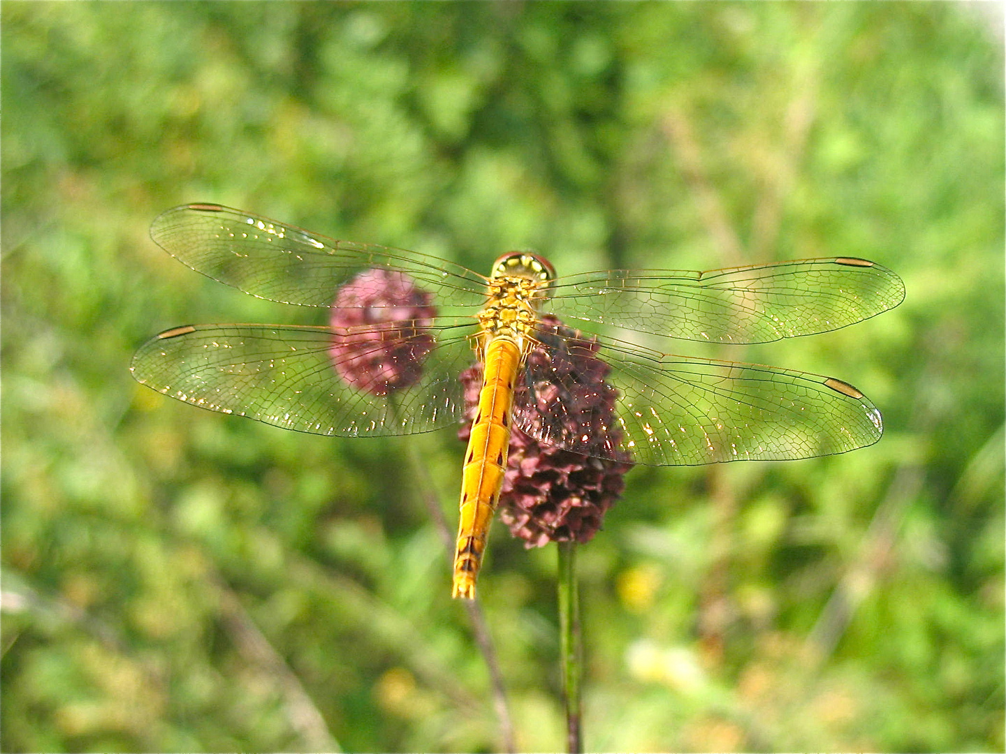 Sumpf - Heidelibelle (Sympetrum depressiusculum), Weibchen