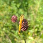 Sumpf - Heidelibelle (Sympetrum depressiusculum), Weibchen