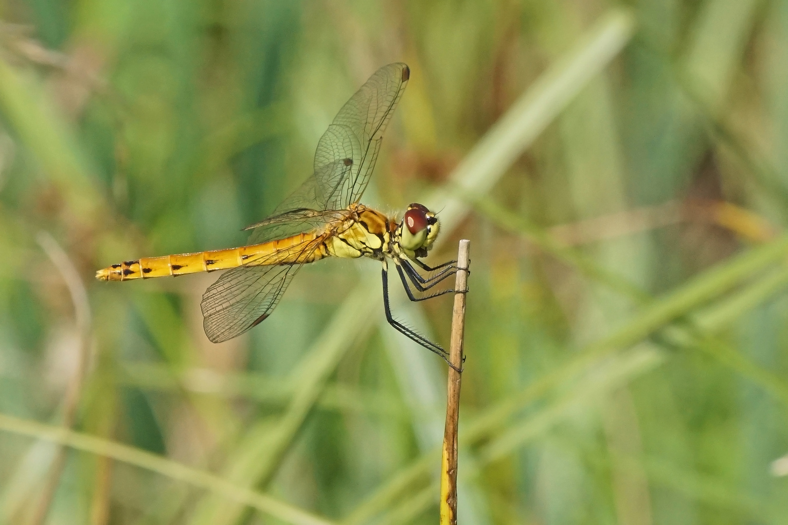 Sumpf-Heidelibelle (Sympetrum depressiusculum), Weibchen