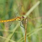 Sumpf-Heidelibelle (Sympetrum depressiusculum), Weibchen