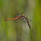 ...Sumpf Heidelibelle...(Sympetrum depressiusculum)