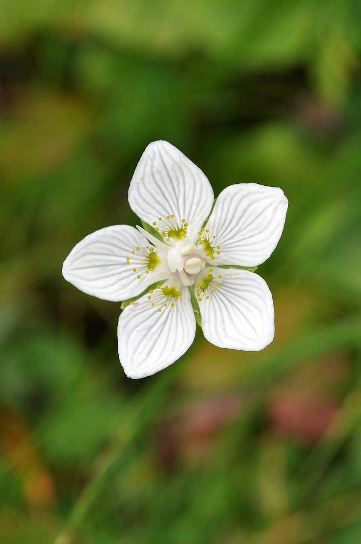 Sumpf-Herzblatt (Parnassia palustris)